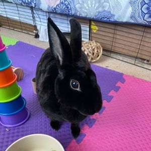 Meet your Posher, Morgan